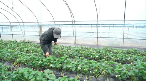 科技賦能莓好產業 中方縣水果種植的新篇章