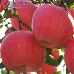 鹽源縣新農通果蔬種植專業合作社 匠心耕耘，孕育高原水果新篇章